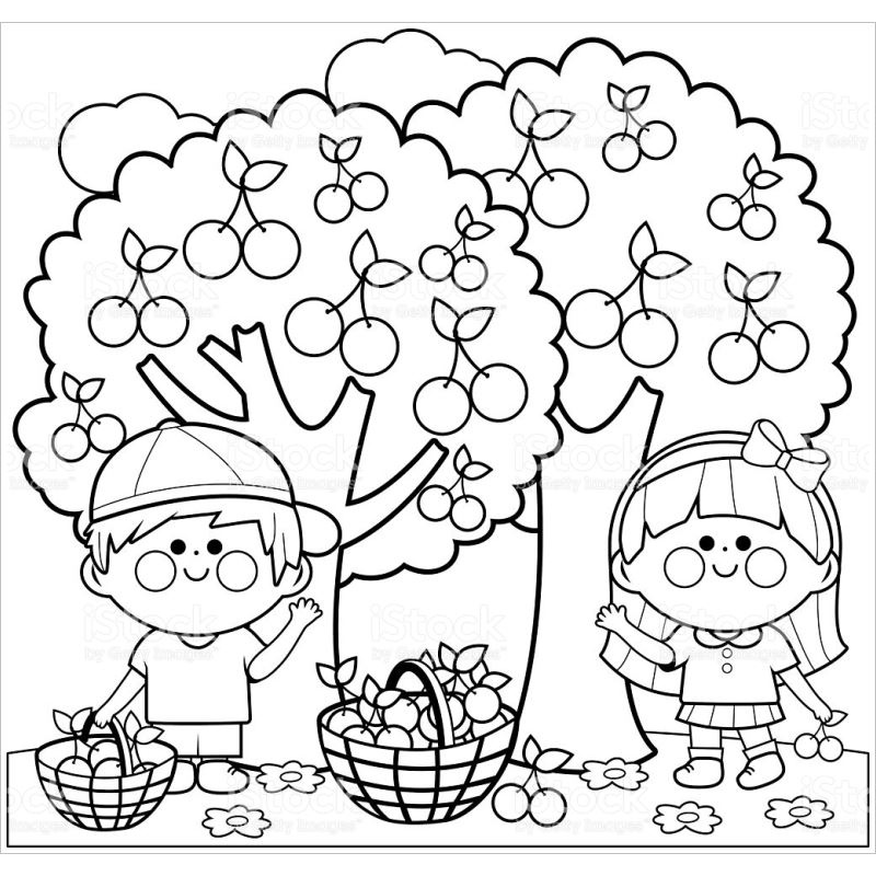 Giấc Mơ Màu Cây Lựu đầy Quả