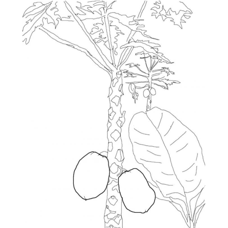 Phép Màu Mùa Xuân Cây Đào Khoe Sắc